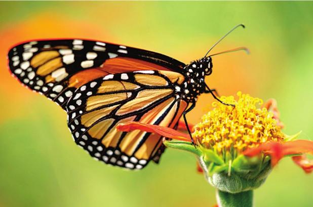 Learn About Butterflies