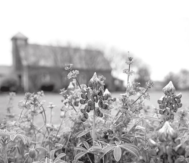 When Do I Plant Wildflower Seeds for Spring Blooms?