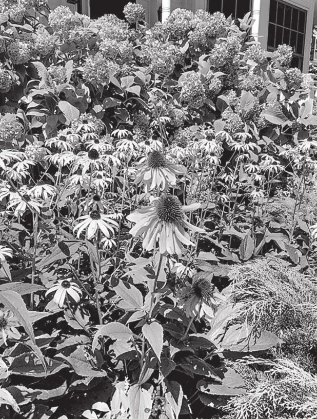 How to Keep Gardens Safe in Summer Heat Waves