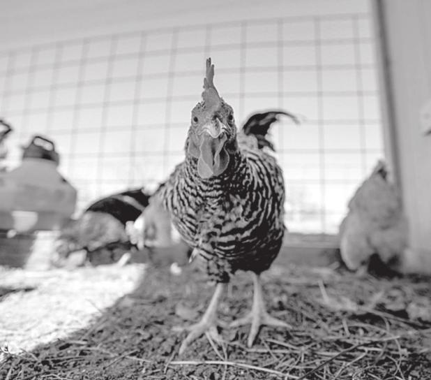 Protect Backyard Chickens From Disease, Parasites