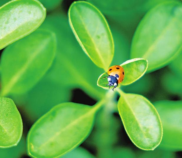Are Ladybugs Harmful?