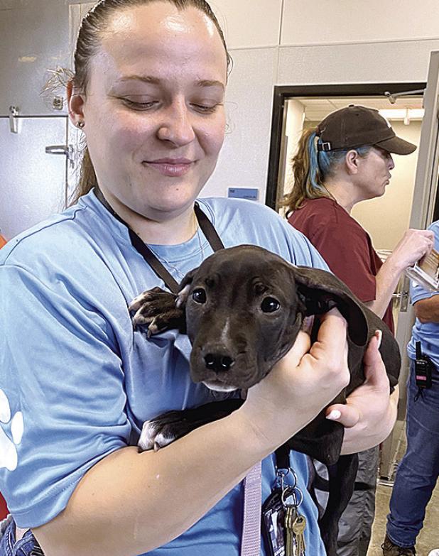 Over 100 Pets Receive Free Vaccinations at Kaufman County Pet Adoption Center Clinic