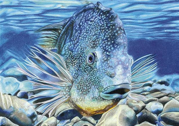 Texas Fish Art Contest Unveils 2024 Winners