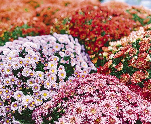 Popular Insect Repellent Plants