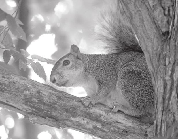 SQUIRRELS PROVIDE GREAT