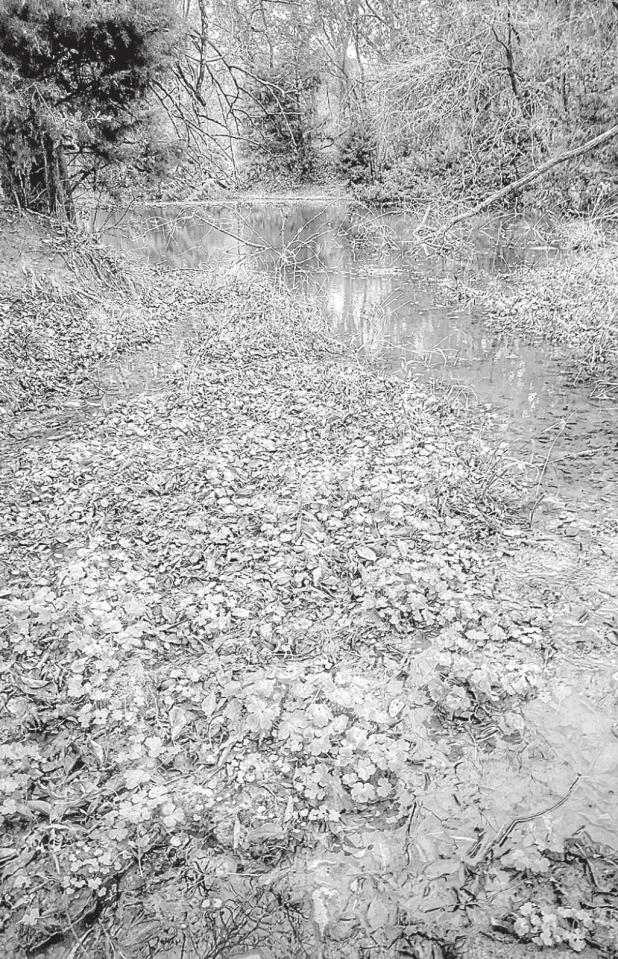 THE SPRING