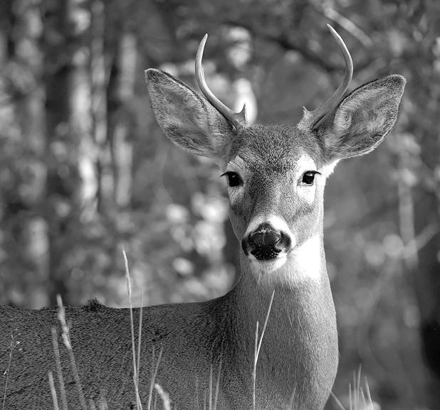 White-tailed Deer Population Looks Strong Ahead of Archery-Only Season