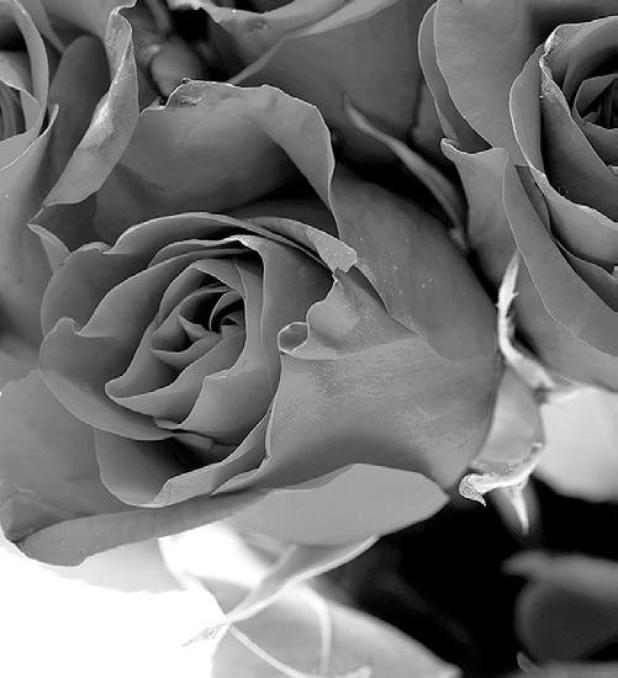 How to Make Your Valentine's Day Roses Last Longer