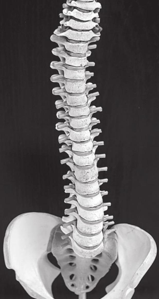 The Roles Bone Marrow Plays in the Body