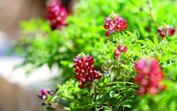 Holiday Gift Ideas for Gardeners and Cold-Weather Garden Tips