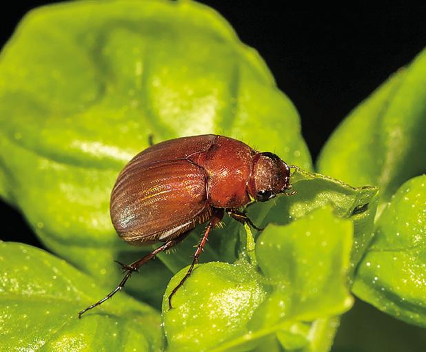 Summer is when June bugs are active and according to a Texas A&amp;M AgriLife Extension Service expert, while they may seem annoying, they are mostly harmless. (Adobe Stock)
