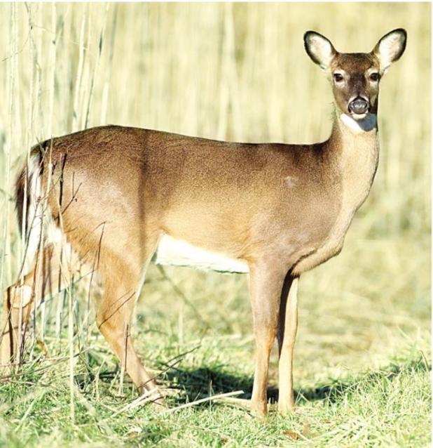 Kaufman County Deer Hunters Required to Test Harvested Game