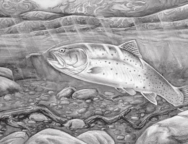 Texas State-Fish Art Contest Announces 2021 Winners