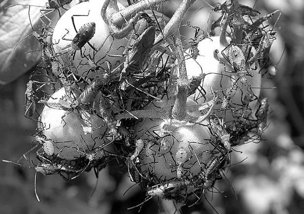 Protect Your Garden from Leaf-Footed