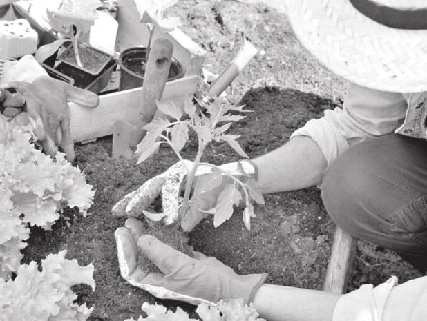 How To Choose The Best Seeds, Transplants For Vegetable Gardens
