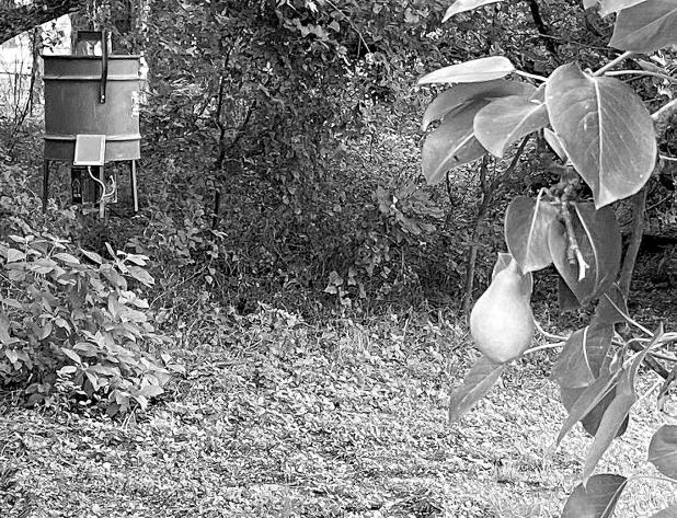 Luke placed a corn feeder adjacent his heavily loaded pear tree in hopes of giving the wild hogs invading his place something other than his delicious pears to eat.