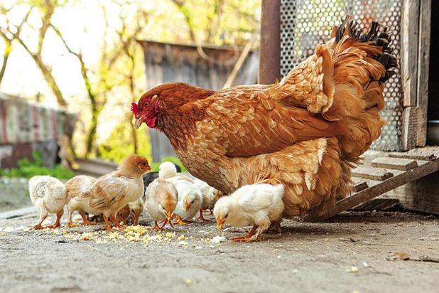 Egg-cellent Guide To Springtime Chick Ownership