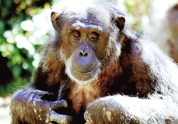Who Cares If a Monkey Dies?