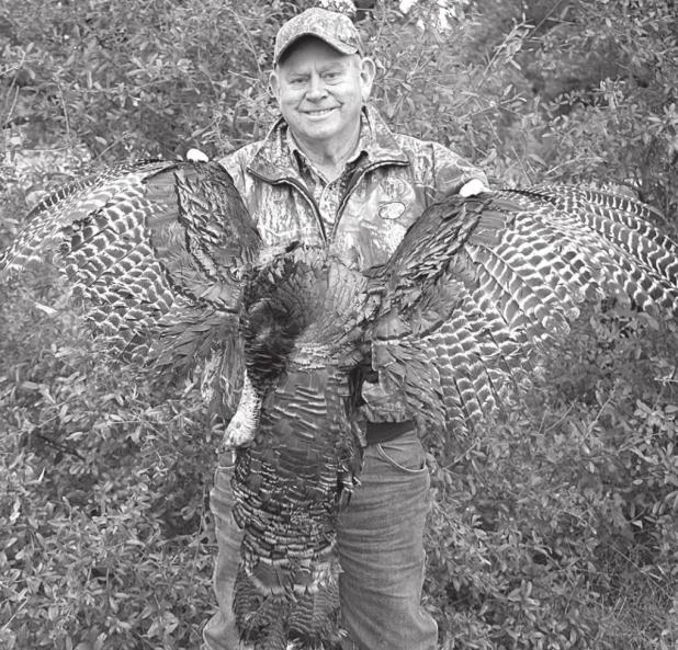 NO SHORTAGE OF TURKEYS IN THE WILD