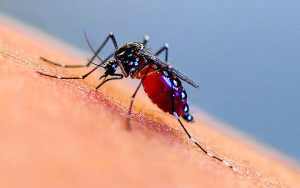 Mosquito Season: How to Control and Prevent Bites