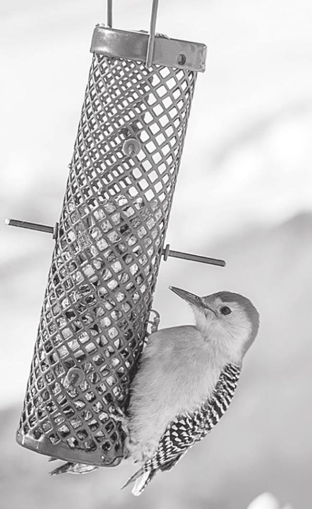 The Different Types of Bird Feeders