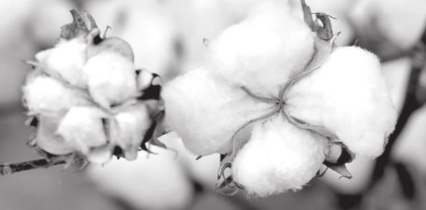Prices Good, Drought Bad for Texas Cotton