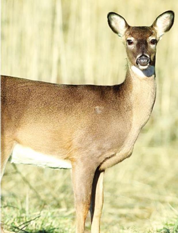 Kaufman County Deer Hunters Required to Test Harvested Game