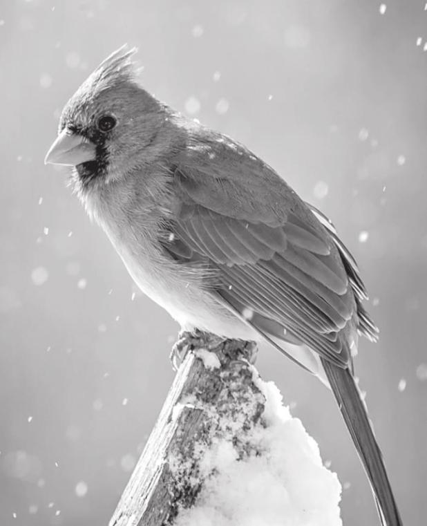 Biologists Examine Winter Weather Impact on Texas Wildlife