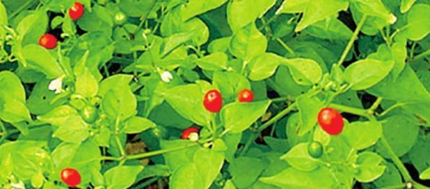 Is That Chile Pepper Hot or Not?