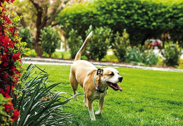 Six Benefits You May Not Have Known About Your Grass Lawn