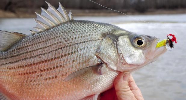 Annual White Bass Run Looking Strong in East Texas