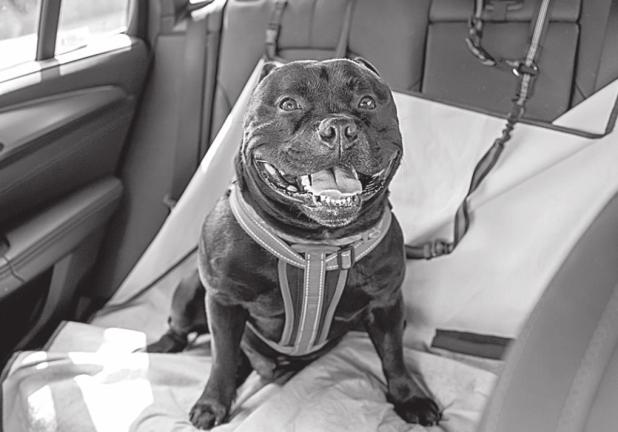 How to Drive Safely with Pets