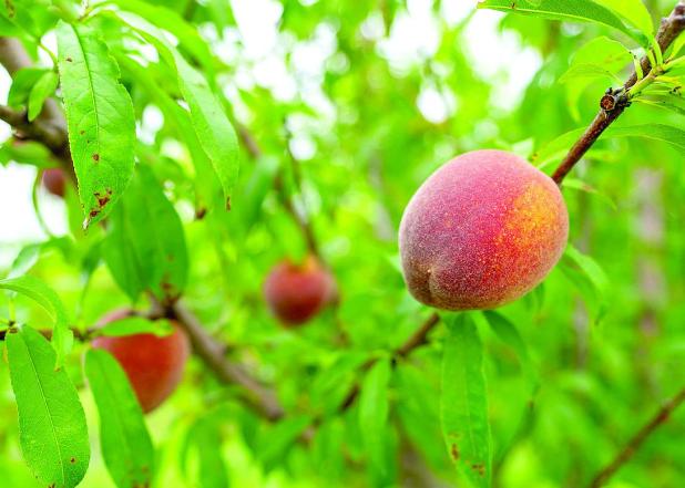Texas Fruit Growers Adapt to Chill Challenges and Freeze Damage