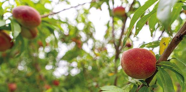 Texas Fruit Growers Cautiously Optimistic About Yields