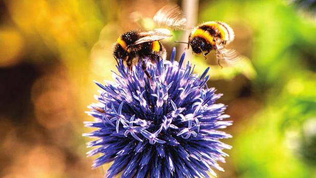 Native Bees Need Love Too!