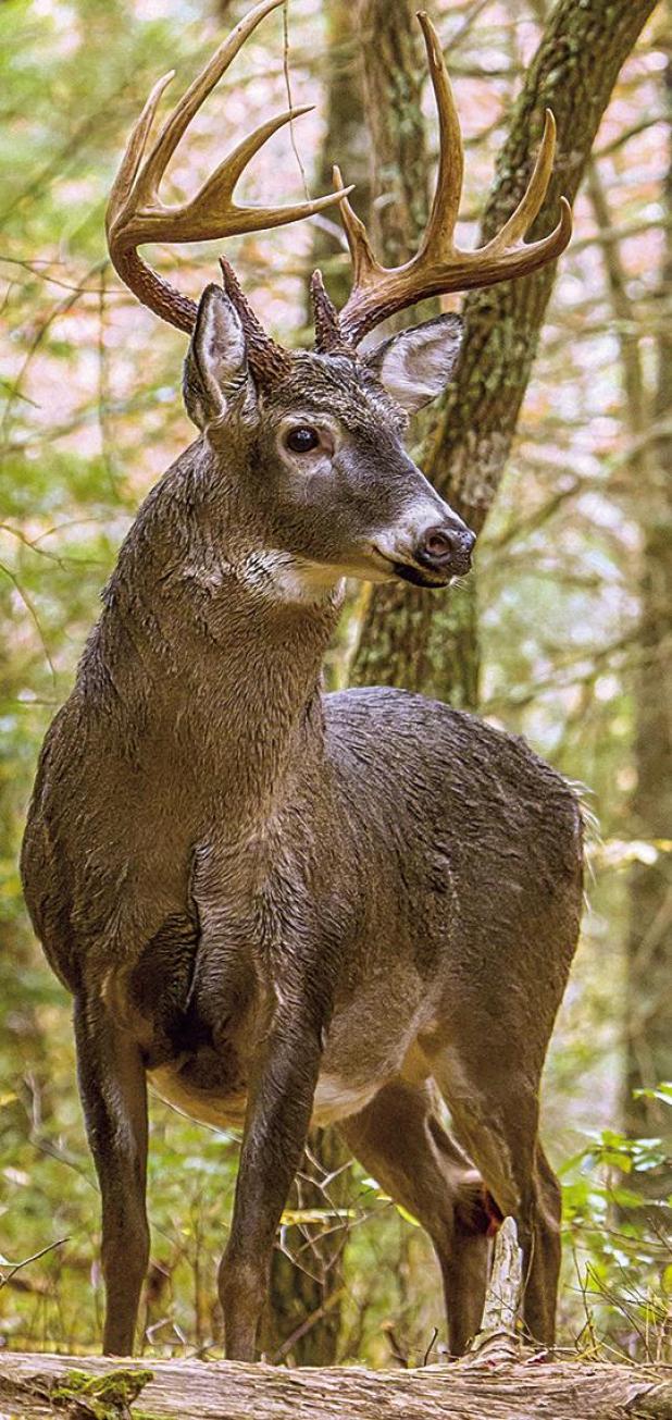 Biologists Stress Testing Harvests for Chronic Wasting Disease During Deer Season