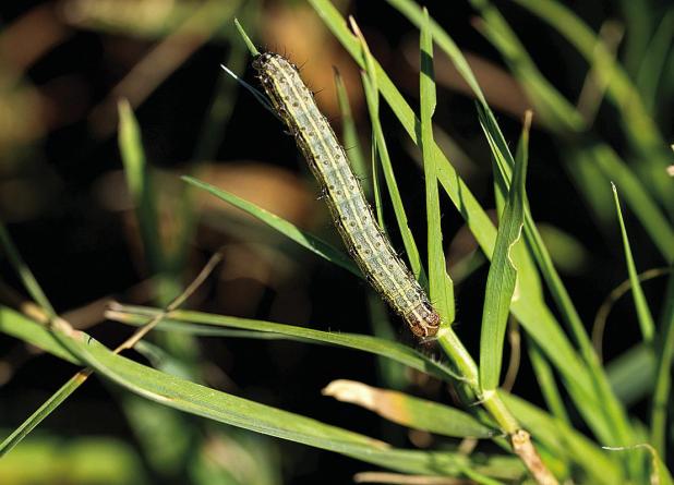 Recent Rainfall Could Cause Spike in the Fall Armyworm Population