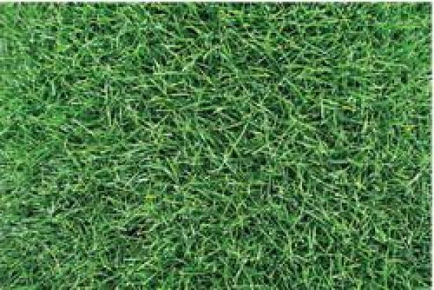 Questions About Watering Your Yard? – There’s An App For That