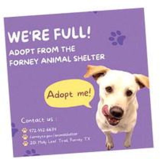 Forney Animal Shelter Offering Half Price Adoptions