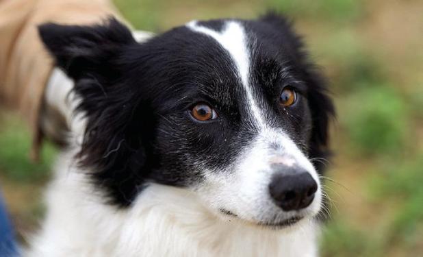 Dog Owners Encouraged to be Aware of Heartworm Risk as Temperatures Rise