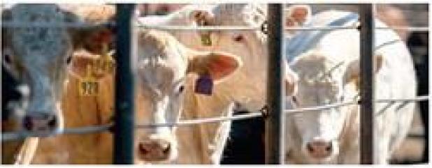 Inflationary Challenges Affecting Retail Beef Prices