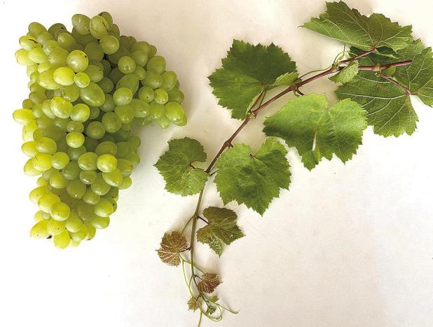 Southern Sensation Seedless Grape Named Newest Texas Superstar