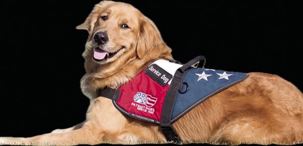 Kaufman County District Attorney’s Office Mourns The Loss Of Beloved Service Dog, Donne