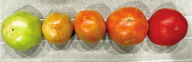 Pick Tomatoes at Color Break