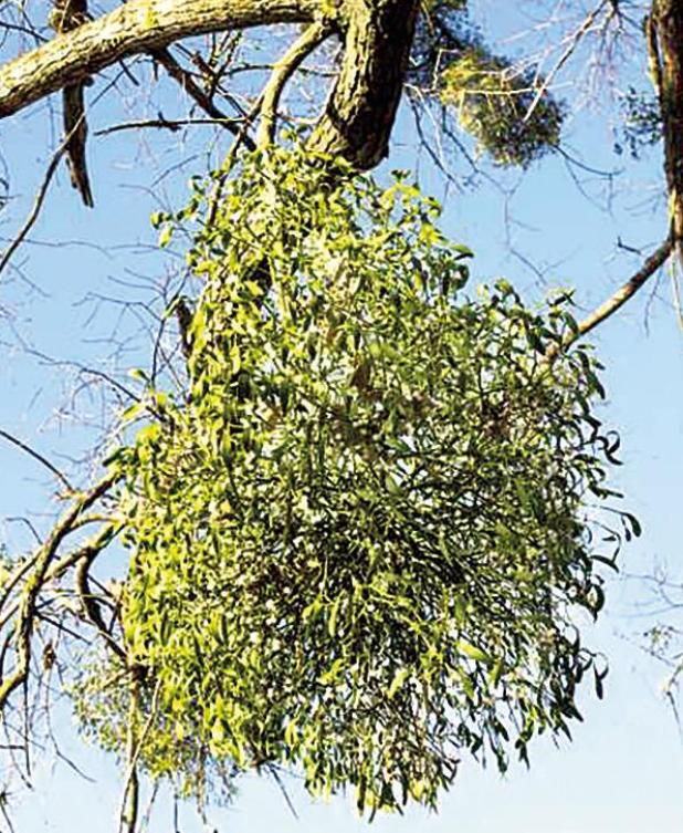 Mistletoe: Is the Christmas Plant Friend or Foe? The pros and cons of keeping and removing the kissing plant