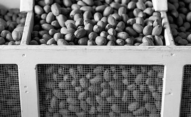 Texas Pecan Production Continues Challenging Cycle