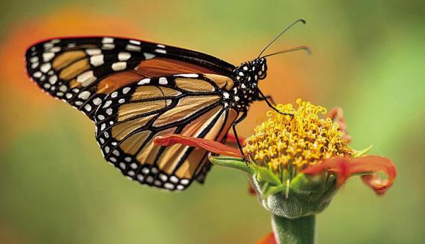 Beyond Milkweed: Creating a Migratory Oasis for Monarchs