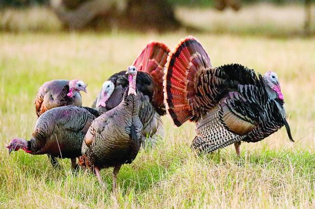 Wild Turkeys are Strutting into Spring