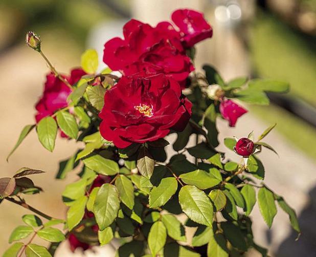 Prune Your Roses and Your Lawn, but Leave the Trees Alone