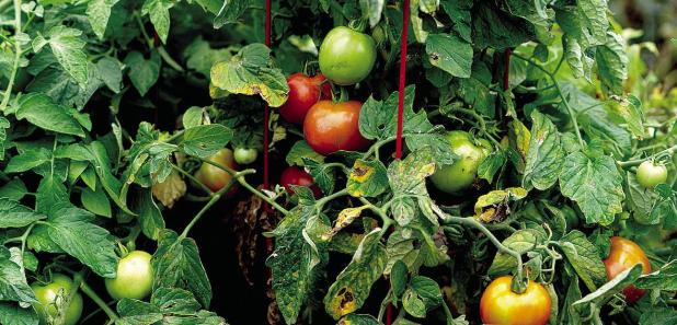 Harvest Tips: How to Maximize the Taste of Peaches, Blackberries and Summer Vegetables